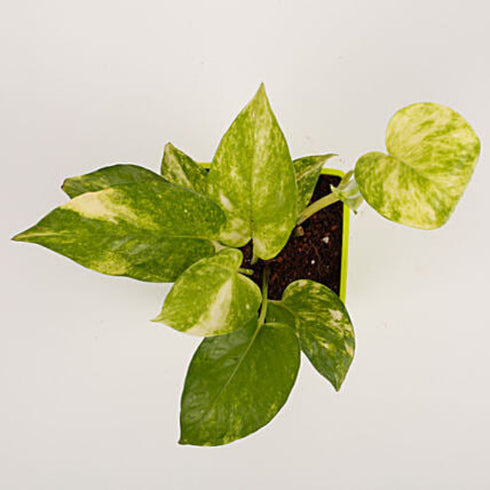 Money Plant